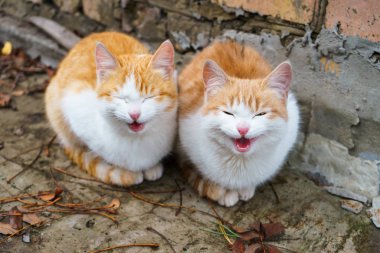 Meowing ve evde yalvarıyor iki küçük evsiz kırmızı ve beyaz yavru kedi