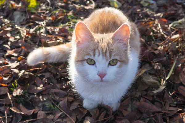 落ち葉に座っているホームレスの白赤子猫 — ストック写真