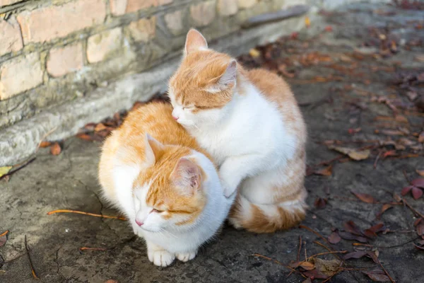 Dois Pequenos Sem Teto Gengibre Branco Gatinho Bask Juntos — Fotografia de Stock