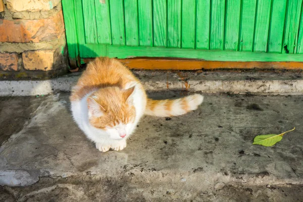 Obdachloses Weiß Rotes Kätzchen Auf Dem Boden Sitzend Und Bettelnd — Stockfoto