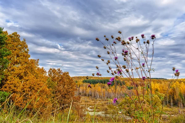 Paisagem Pitoresca Outono Vista Colina Para Planície Com Floresta Pântanos — Fotografia de Stock