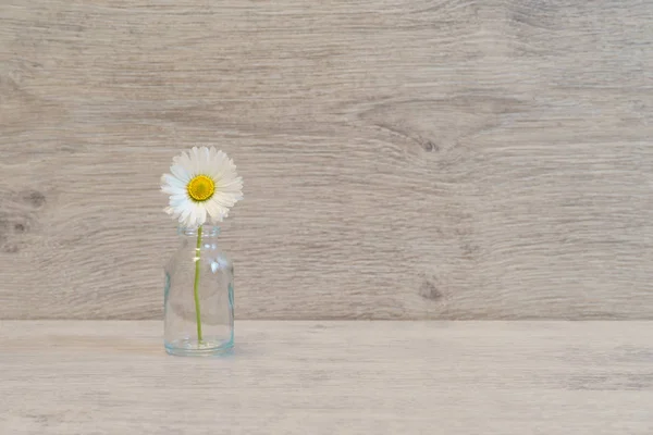 Summer creative still life in minimal style. White Marguerite daisy flower in small glass bottles on light grey background
