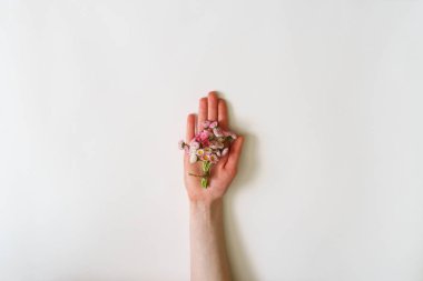 Yaz yaratıcı kompozisyon en az tarzı. Kadın avuç beyaz arka plan üzerinde yatan beyaz ve pembe Marguerite papatya çiçek buketi. Üstten görünüm, düz yatıyordu, kopya alanı