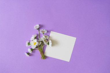 Yaz yaratıcı kompozisyon en az tarzı. Beyaz Marguerite papatya çiçekler Buket açık Lila renkli üzerinde boş kart ile. Üstten görünüm, düz yatıyordu, kopya alanı
