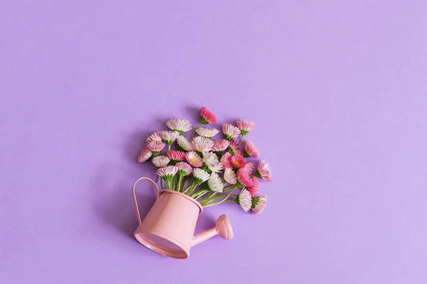 Summer creative composition in minimal style. White and pink Marguerite daisy flowers bouquet in small watering can on light lilac background. Top view, flat lay, copy space