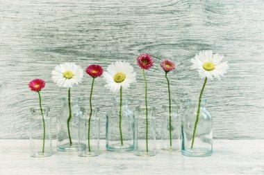 Yaz yaratıcı natürmort en az tarzı. Küçük cam şişe ışık gri arka plan üzerinde beyaz ve pembe Marguerite papatya çiçekler