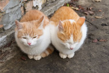 Duvara karşı zemin soğuk sonbahar günü içinde oturan iki şirin evsiz beyaz ve kırmızı kedi yavrusu. Terk edilmiş hayvanlar koruma veya gönüllülük kavramı