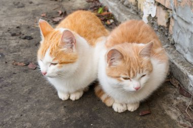 Duvara karşı zemin soğuk sonbahar günü içinde oturan iki şirin evsiz beyaz ve kırmızı kedi yavrusu. Terk edilmiş hayvanlar koruma veya gönüllülük kavramı