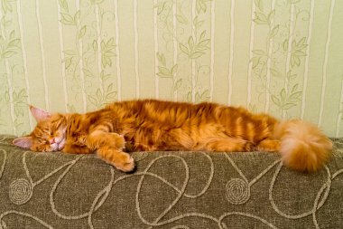 Maine Coon doğurmak duvarının yakınında kanepe üstünde Uyuyan Genç kırmızı kedi