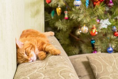Genç kırmızı kedi Maine Coon doğurmak dekore edilmiş Noel ağacı yakınındaki kanepe üstünde uyuyor. Yeni yıl rahat ev tatil için tebrik kartı