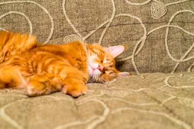 Maine Coon doğurmak oturma odasında kanepede uyuyan genç kırmızı kedi