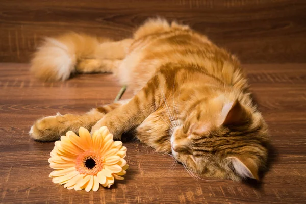 Jovem Gato Vermelho Raça Maine Coon Dormindo Mesa Madeira Com — Fotografia de Stock