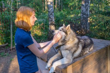 Güzel genç bir bayanla Sibirya hasky doğurmak batımında yaz ormandaki onun sevimli şirin köpek. Mutlu genç kız ve evde beslenen hayvan. Otantik yaşam tarzı anlar