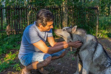Sibirya hasky doğurmak batımında yaz ormandaki onun sevimli sevimli köpek yakışıklı orta yaşlı adam. Mutlu bir adam ve evde beslenen hayvan. Otantik yaşam tarzı anlar. Seçici odak