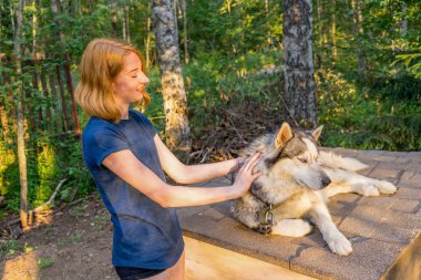 Güzel genç bir bayanla Sibirya hasky doğurmak batımında yaz ormandaki onun sevimli şirin köpek. Mutlu genç kız ve evde beslenen hayvan. Otantik yaşam tarzı anlar