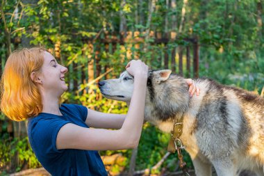 Güzel genç bir bayanla Sibirya hasky doğurmak batımında yaz ormandaki onun sevimli şirin köpek. Mutlu genç kız ve evde beslenen hayvan. Otantik yaşam tarzı anlar