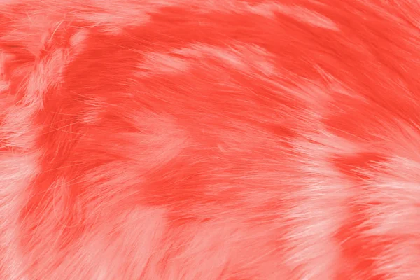 Wooly 텍스트 공간을 2019 색상에서 동물의 모피의 살아있는 — 스톡 사진