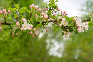 Bulutlu gün ormanda bahar karşı çiçek açması yabani elma ağacının dalını. Güzel doğal arka plan. Seçici odak