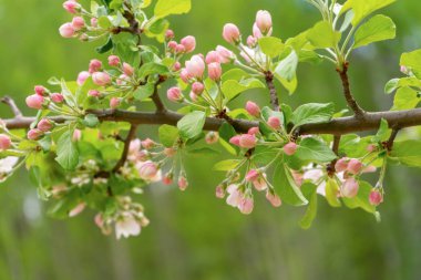 Bulutlu gün ormanda bahar karşı çiçek açması yabani elma ağacının dalını. Güzel doğal arka plan. Seçici odak