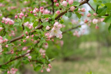 Bulutlu gün ormanda bahar karşı çiçek açması yabani elma ağacının dalını. Güzel doğal arka plan. Seçici odak