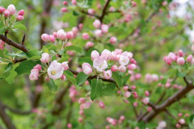 Bulutlu gün ormanda bahar karşı çiçek açması yabani elma ağacının dalını. Güzel doğal arka plan. Seçici odak