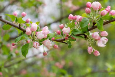 Bulutlu gün ormanda bahar karşı çiçek açması yabani elma ağacının dalını. Güzel doğal arka plan. Seçici odak