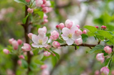 Bulutlu gün ormanda bahar karşı çiçek açması yabani elma ağacının dalını. Güzel doğal arka plan. Seçici odak