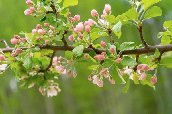 Bulutlu gün ormanda bahar karşı çiçek açması yabani elma ağacının dalını. Güzel doğal arka plan. Seçici odak