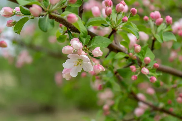 Bulutlu gün ormanda bahar karşı çiçek açması yabani elma ağacının dalını. Güzel doğal arka plan. Seçici odak