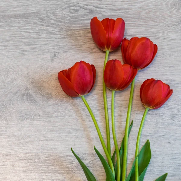 Hafif ahşap zemin üzerine parlak kırmızı lale. Güzel bahar çiçek sahte. Kadın ya da anne için tebrik kartı gün. Düz yatıyordu, en iyi görünüm, kopya alanı