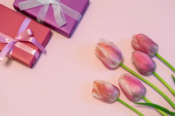 Różowe Świeże Tulipany Pudełka Prezenty Tle Pastelowych Papieru Piękne Wiosna — Zdjęcie stockowe