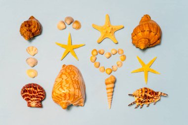 Yaz kompozisyon. Farklı deniz kabuklarını ve denizyıldızı deniz simgeleyen ligth mavi Kağıt arka plan üzerinde yalan. Yat, uzay, üstten görünüm Kopyala. Yaz tatil kavramı