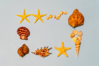Yaz kompozisyon. Farklı deniz kabuklarını ve denizyıldızı deniz simgeleyen ligth mavi Kağıt arka plan üzerinde yalan çerçeve yaptı. Yat, uzay, üstten görünüm Kopyala. Yaz tatil kavramı