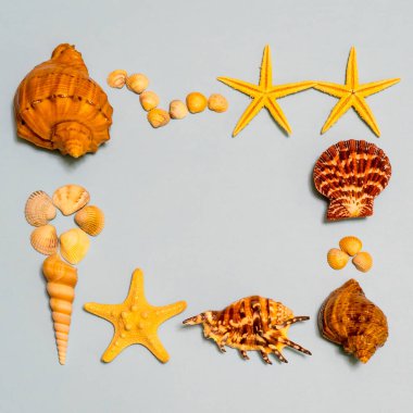 Yaz kompozisyon. Farklı deniz kabuklarını ve denizyıldızı deniz simgeleyen ligth mavi Kağıt arka plan üzerinde yalan çerçeve yaptı. Yat, uzay, üstten görünüm Kopyala. Yaz tatil kavramı