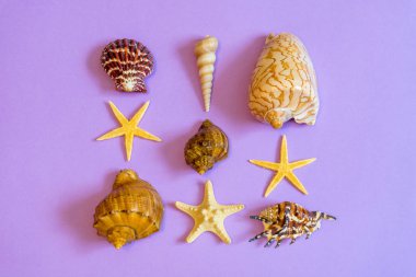 Yaz kompozisyon. Farklı deniz kabuklarını ve deniz yıldızı mor Kağıt arka plan üzerinde yalan. Yat, uzay, üstten görünüm Kopyala. Yaz tatil kavramı