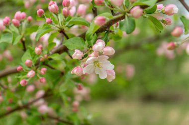 Bulutlu gün ormanda bahar karşı çiçek açması yabani elma ağacının dalını. Güzel doğal arka plan. Seçici odak