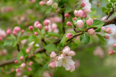 Bulutlu gün ormanda bahar karşı çiçek açması yabani elma ağacının dalını. Güzel doğal arka plan. Seçici odak