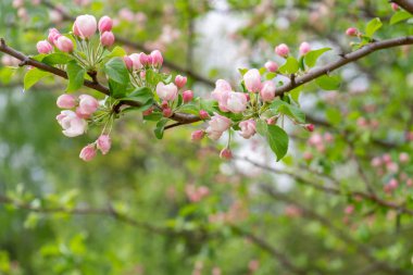 Bulutlu gün ormanda bahar karşı çiçek açması yabani elma ağacının dalını. Güzel doğal arka plan. Seçici odak