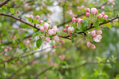 Bulutlu gün ormanda bahar karşı çiçek açması yabani elma ağacının dalını. Güzel doğal arka plan. Seçici odak