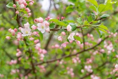 Bulutlu gün ormanda bahar karşı çiçek açması yabani elma ağacının dalını. Güzel doğal arka plan. Seçici odak