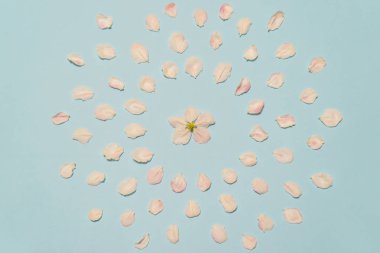 Çiçek açması elma çiçek ve yaprakları açık mavi pastel renkli üzerinde. Güzel bahar düzen, kadın ya da anneler günü kavramı. Düz yatıyordu, en iyi görünüm, kopya alanı metin için