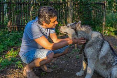 Sibirya hasky doğurmak batımında yaz ormandaki onun sevimli sevimli köpek yakışıklı orta yaşlı adam. Mutlu bir adam ve evde beslenen hayvan. Otantik yaşam tarzı anlar. Seçici odak