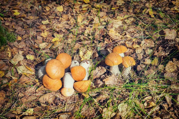 Hermoso paisaje natural con setas frescas de álamo de otoño que crecen y yacen en el suelo entre las hojas de otoño y la hierba. Tono vintage — Foto de Stock