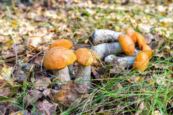 Hermoso paisaje natural con setas frescas de álamo de otoño que crecen y yacen en el suelo entre hojas de otoño y hierba —  Fotos de Stock