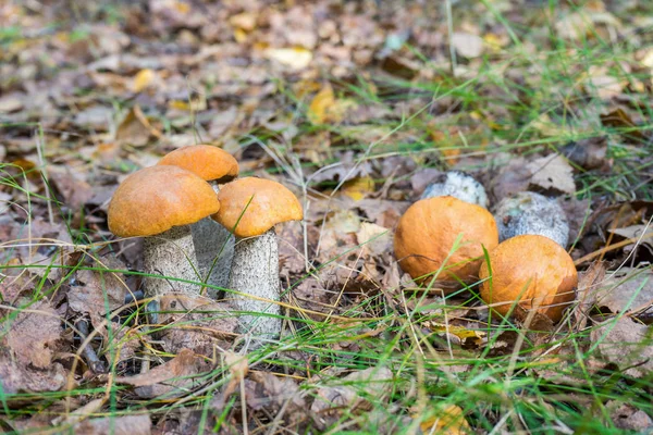 Vackert naturlandskap med frisk höstaspen svamp som växer och ligger på marken bland höstlöv och gräs — Stockfoto