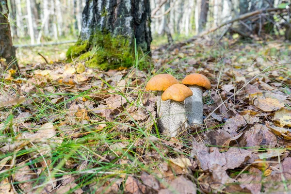 Vackert naturlandskap med färska höst ASP svamp som växer bland höstlöv och gräs — Stockfoto