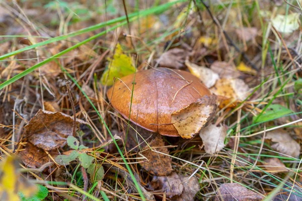 V podzimním lese mezi listím a trávou rostou máslové houby. Suillus luteus nebo Slippery Jack jedlé houby zblízka. Chalciporus Boletaceae — Stock fotografie