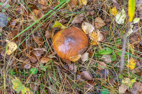 Гриб масла растет в осеннем лесу среди листьев и травы. Suillus luteus или Скользкий Джек съедобный гриб вид сверху. Халкипор Болетаксовый — стоковое фото