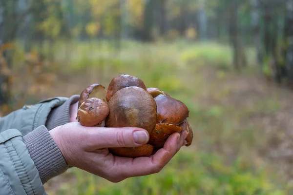 Женщина, держась за руки, собирала масляные грибы против осеннего лесного пейзажа. Человеческие руки с грудой съедобных осенних грибов. Концепция грибов. Селективный фокус. — стоковое фото