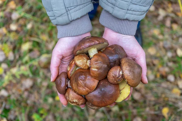 Kobieta trzymam w ręka zbieram masło grzyb przeciw jesienny leśny krajobraz. Ludzkie dłonie ze stosem jadalnych grzybów spadających Suillus luteus. Koncepcja grzybowania. — Zdjęcie stockowe